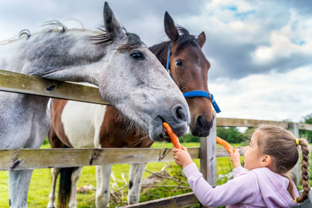 joven, blanco caucásico, niña mirando y alimentando caballos con zanahorias en la granja - horse child animal feeding fotografías e imágenes de stock