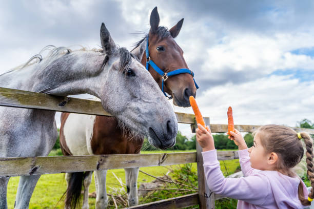 joven, blanco caucásico, niña mirando y alimentando caballos con zanahorias en la granja - foal child mare horse fotografías e imágenes de stock