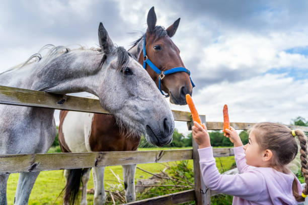 젊은, 백인 백인, 소녀보고 농장에서 당근으로 말을 먹이 - foal child mare horse 뉴스 사진 이미지