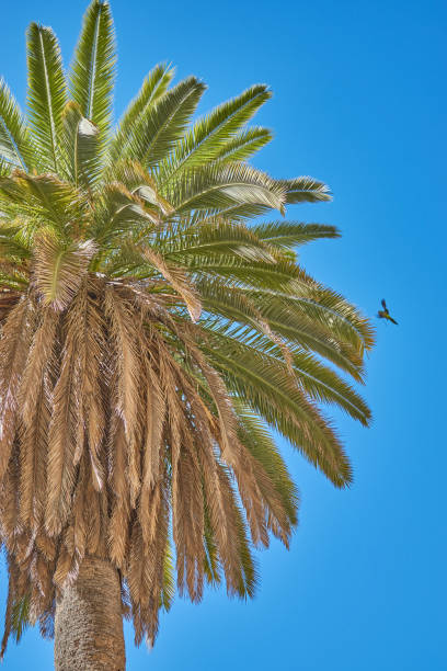 Palm trees during sunset. Parrot landing on a palm tree on the canary islands.