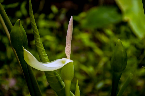 istock The Colocasia flower. 1280727153