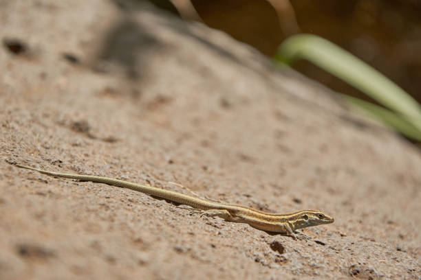 Closeup of a lizard on a rock. Lizard relaxing on a rock. Lizard on a rock.