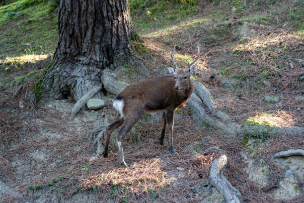 istock A buck in the wild. 1280727282