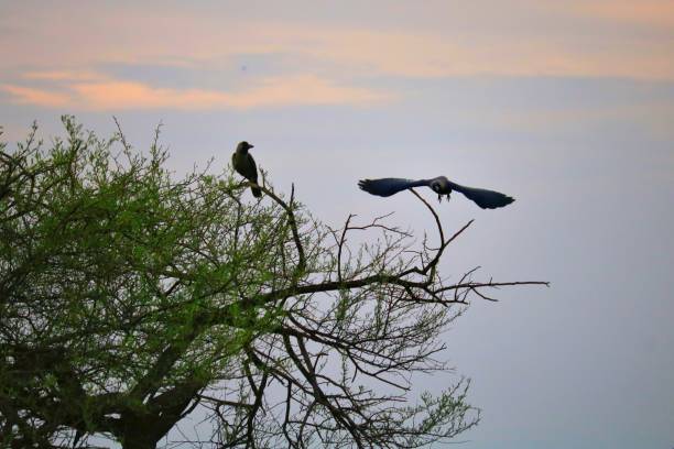 istock Wings Of The Crow 1280728158