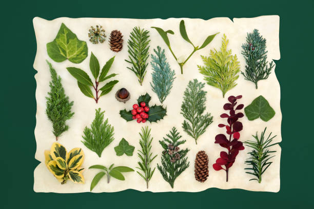 istock Large European Winter Greenery Collection 1280730443