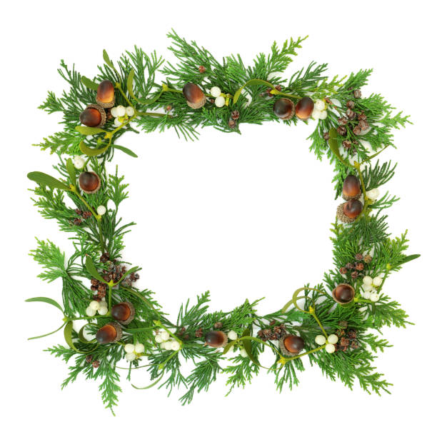 Cedar, mistletoe, acorn & pine cone winter greenery border on white background. Festive seasonal element for the solstice, Christmas & New Year. Top view, flat lay, copy space.\