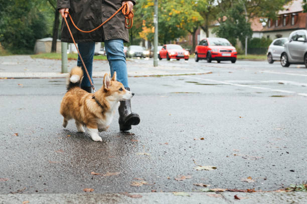 pies spacery: kobieta trenuje szczeniaka dla ruchu w deszczowy jesienny dzień - puddle street water women zdjęcia i obrazy z banku zdjęć