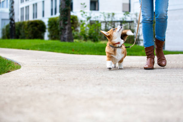 istock dog walking: corgi puppy on a leash from a woman 1280731552