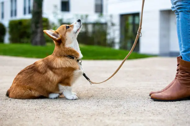 Photo of dog training: corgi puppy sit in front of a woman, looking up