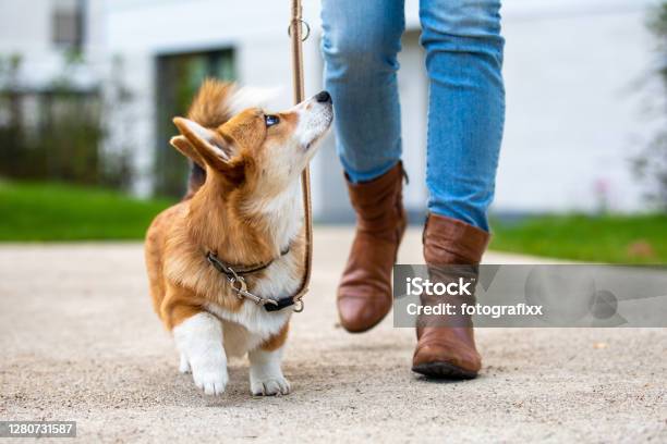 Dog Training Corgi Puppy On A Leash From A Woman Stock Photo - Download Image Now - Dog, Dog Walking, Walking