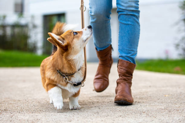 szkolenie psów: corgi szczeniak na smyczy od kobiety - training zdjęcia i obrazy z banku zdjęć