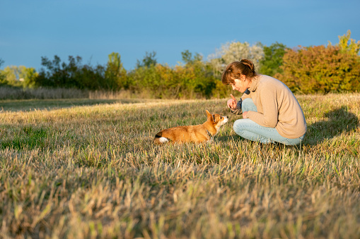 dog training: corgi puppy sit in front of a woman, looking up