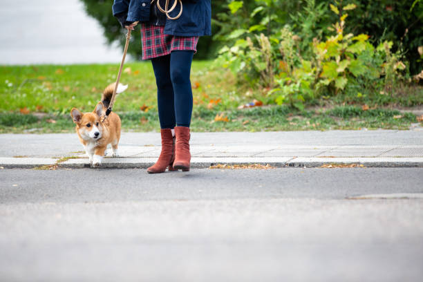 istock dog training: corgi puppy on a leash from a woman 1280731602