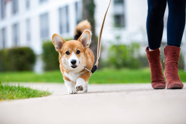 cane che cammina: cucciolo di corgi al guinzaglio da una donna - skirt women jeans white foto e immagini stock