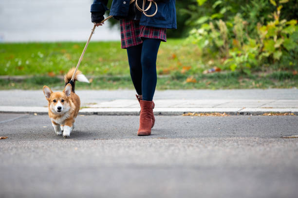 istock dog training: corgi puppy on a leash from a woman 1280731625