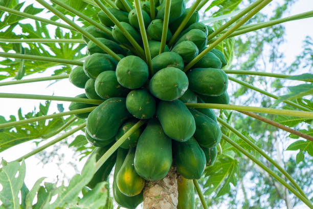 istock Californian papaya fruits on tree. 1280732256