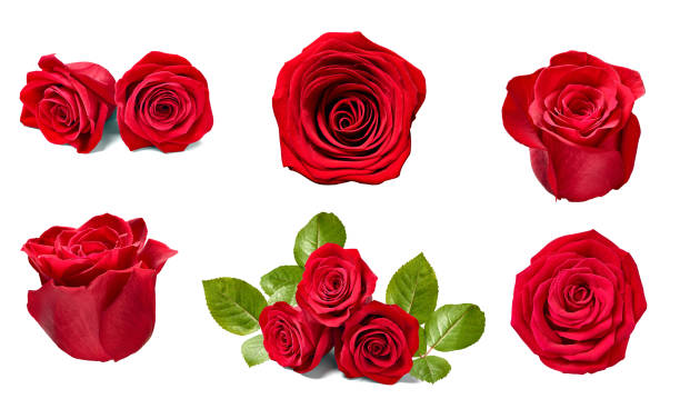 istock flower rose petal blosspm background 1280732272