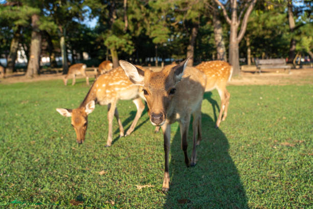 istock A fawn in the wild. 1280733540