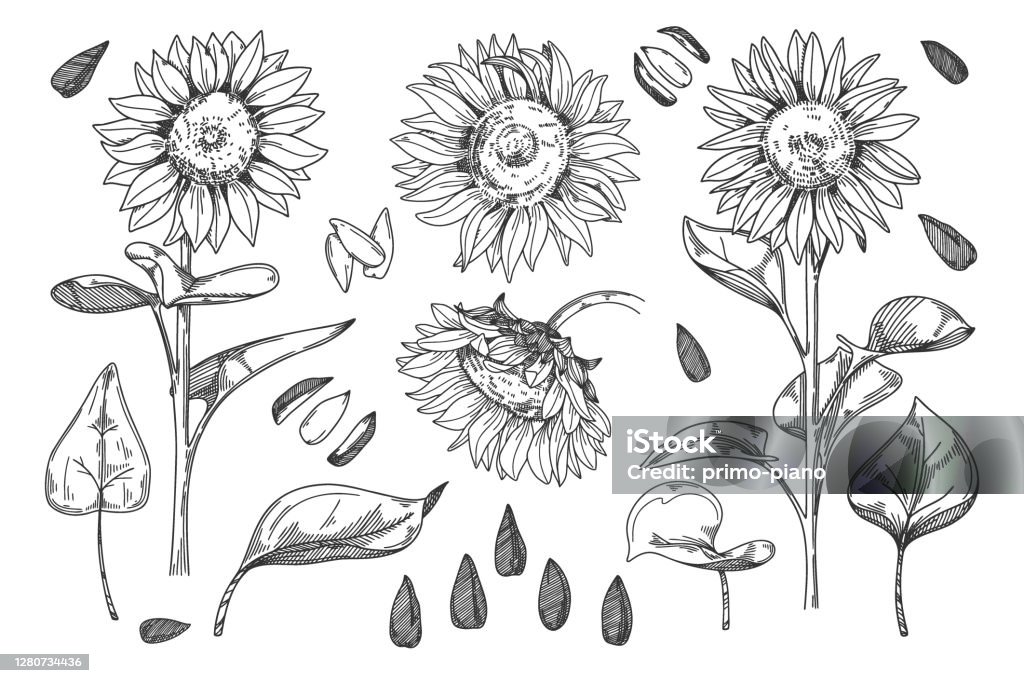 Isolierte Sonnenblumenknospe, Blatt und Samen, Stammset - Lizenzfrei Sonnenblume Vektorgrafik
