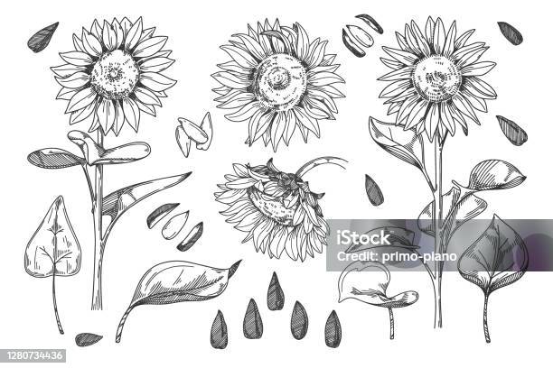 Isolierte Sonnenblumenknospe Blatt Und Samen Stammset Stock Vektor Art und mehr Bilder von Sonnenblume