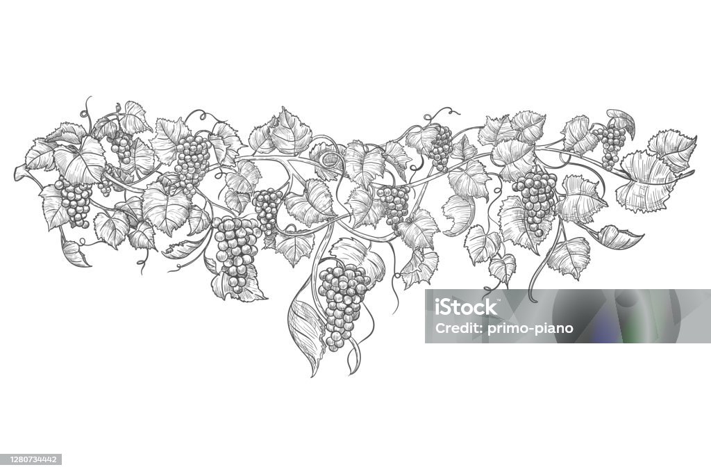 Branche de raisin tirée à la main de cru isolée sur le blanc - clipart vectoriel de Vignoble libre de droits