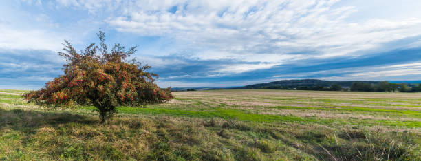 samotne wspólne drzewo głogu w panoramicznym krajobrazie. crataegus monogyna - crataegus monogyna zdjęcia i obrazy z banku zdjęć