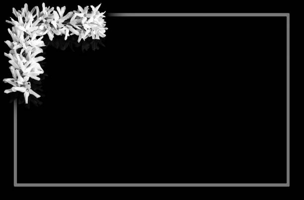 Black and white border forsythia flowers in background with gray frame and blank space for notice Romantic natural floral motif of delicate fragile blooms on twigs in top left corner. Love and death. Condolence or sympathy card funeral photos stock pictures, royalty-free photos & images
