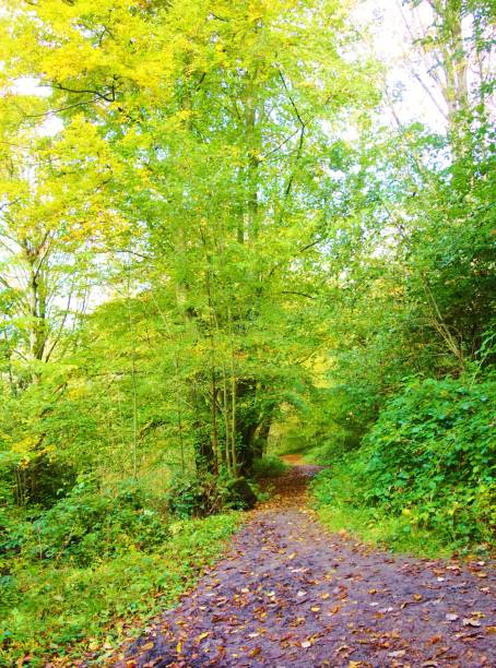 istock Autumn Woodland. 1280735871