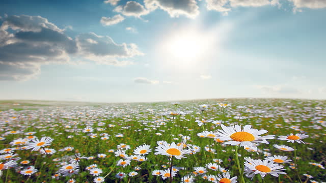 summer landscape. field of blooming daisies.