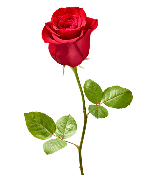 istock flower rose petal blossom red nature beautiful background 1280738090