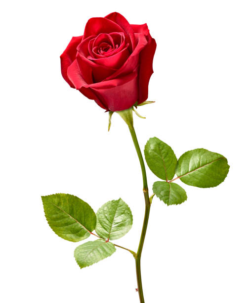 istock flower rose petal blossom red nature beautiful background 1280738355
