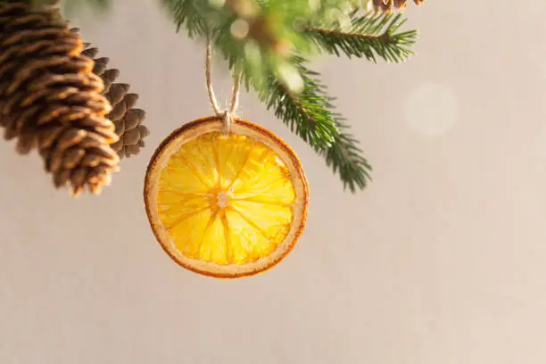Photo of Slice of dried orange on a spruce branch
