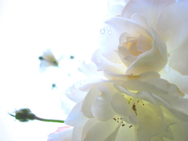 monochrome flower closeup for background or wallpaper