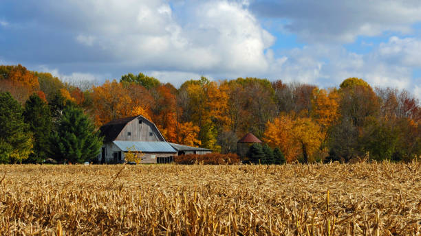 istock Cornfield with Fall Colors-with old barn in background-Howard County Indiana 1280741347