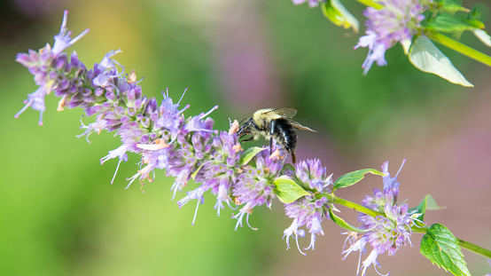 Honey Bee on a purple wild flower-Howard County Indiana