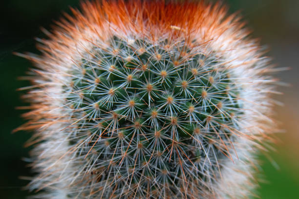 istock Close up of a beautiful Cactus-Indiana 1280741721