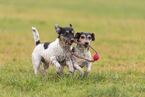 two cute Jack Russell Terrier dogs are playing and fighting with a ball in a wet meadow snowless winter and have a lot of fun.