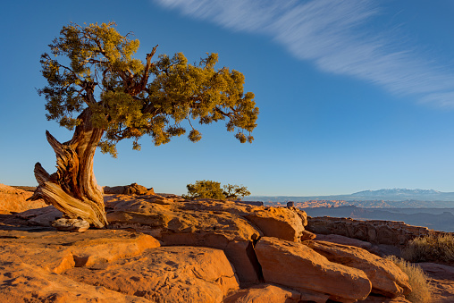 An image of a lonely juniper tree on the top of a mountain