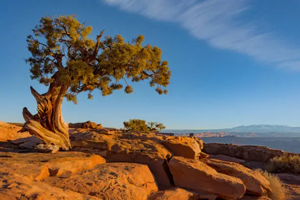 Photo of Lonely Tree