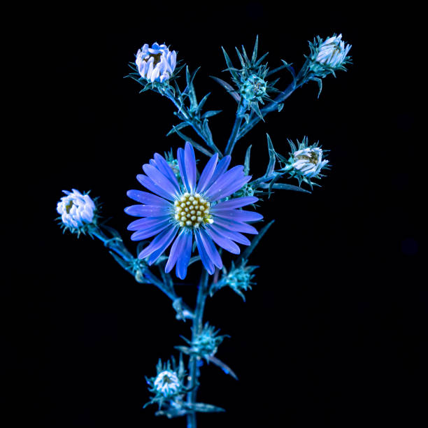 uvivf wildflower daisy - single flower flash fotografías e imágenes de stock