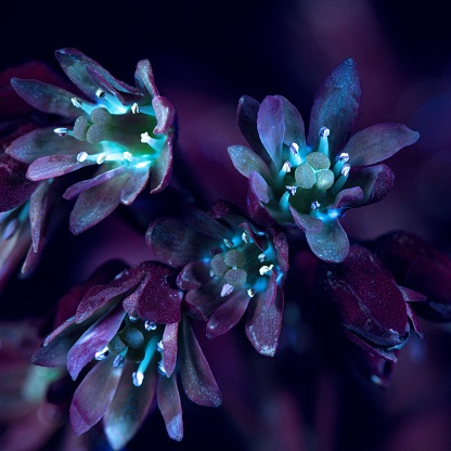 A UVIVF (Ultraviolet Induced Visible Fluorescence) image of an Bergenia flower