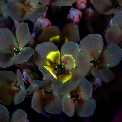 A UVIVF (Ultraviolet Induced Visible Fluorescence) image of a Kalanchoe Beacon flower