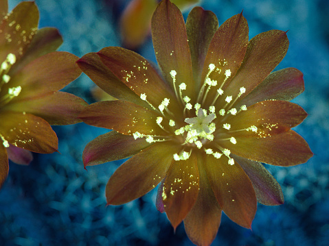 A UVIVF (Ultraviolet Induced Visible Fluorescence) image of a Cactus flower