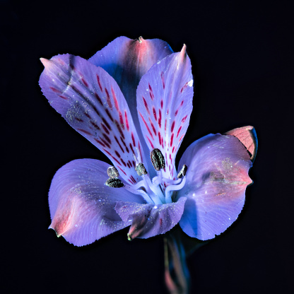 A UVIVF (Ultraviolet Induced Visible Fluorescence) image of a flower