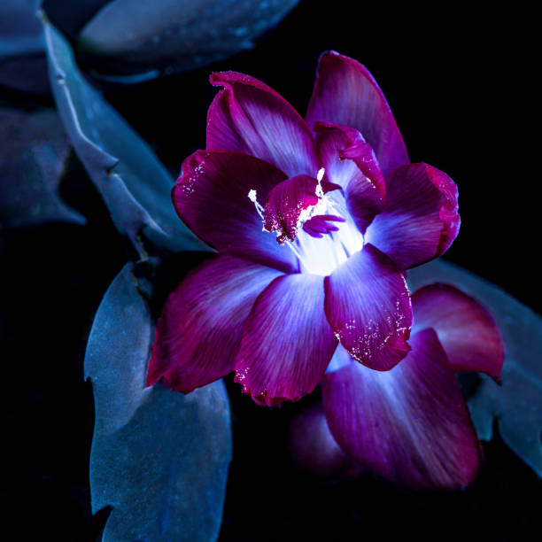 istock UVIVF Blooming Christmas Cactus 1280745639