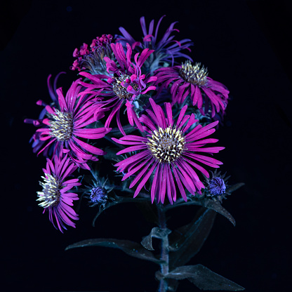 A UVIVF (Ultraviolet Induced Visible Fluorescence) image of a Pink Wildflower