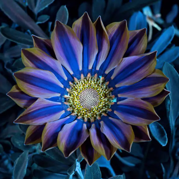 A UVIVF (Ultraviolet Induced Visible Fluorescence) image of a Gazania flower