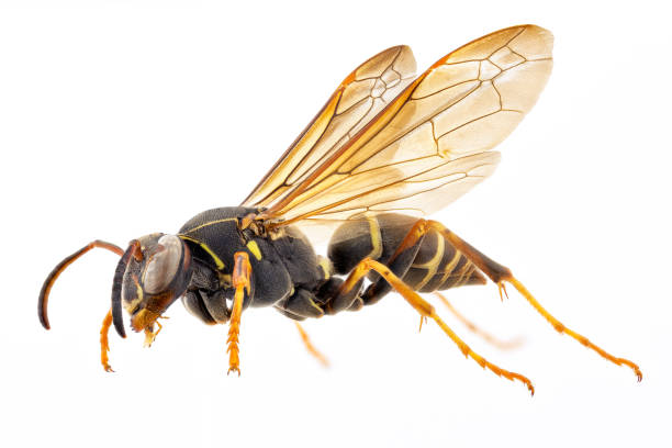 istock Northern paper wasp specimen on white background 1280746295