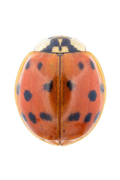Top view of a asian ladybeetle from an insect collection on white background stock photo