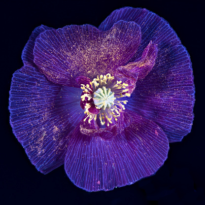 A UVIVF (Ultraviolet Induced Visible Fluorescence) image of a Pink Poppy flower